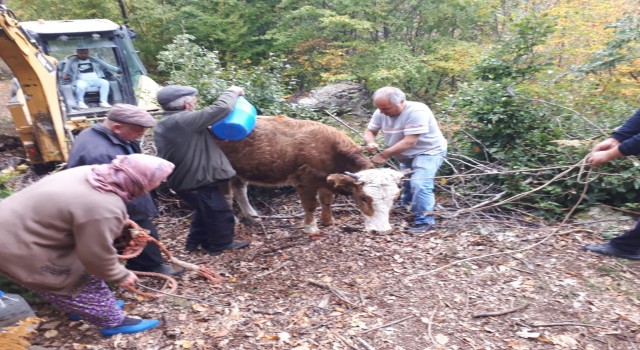 Tokatta kayalıklar arasına düşen inek kurtarıldı
