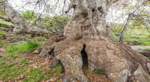 Tuncelideki ‘Doğu çınarı anıt ağaç olarak tescil edildi
