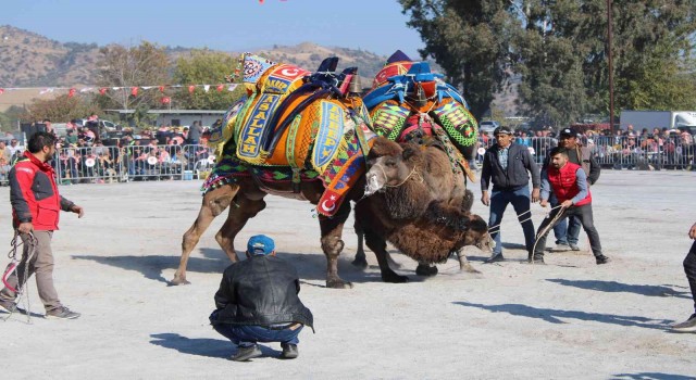 Karpuzlu Deve Güreşinin tarihi belli oldu