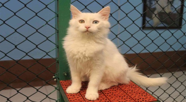 Van kedisi dünyanın en güzel kedileri arasında yerini aldı