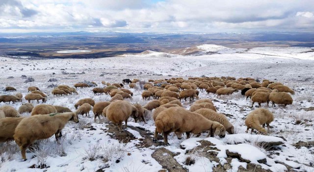Karla kaplı merada otlanan koyunlar ilginç görüntüler oluşturdu