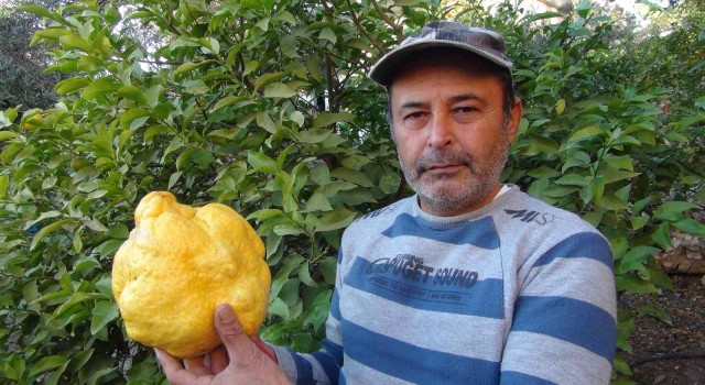 Türkiyenin en büyük limonu 2 kilo 40 gram