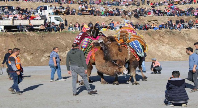 Türkiyenin pehlivan develeri kozlarını Aydın Koçarlıda paylaştı