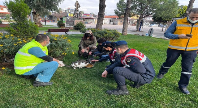 Burhaniyede sokak hayvanları yalnız değil