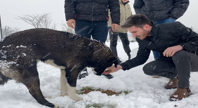 Çarşambada sokak hayvanlarına mama dağıtıldı