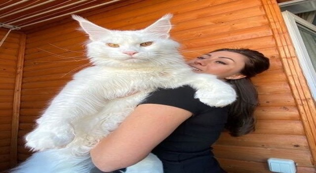 Dev kedi Kefiri görenler köpek sanıyor
