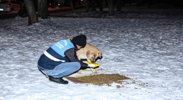 Diyarbakırda Can Dostlara 1 ton 700 kilogram mama bırakıldı