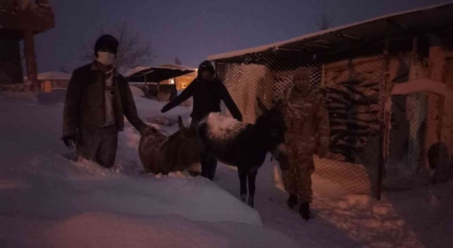 Elazığda donmak üzere olan hayvanlar kurtarıldı