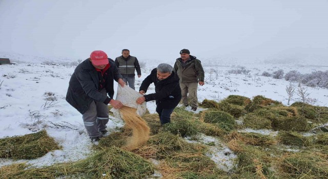 Karamanda, Anadolu yaban koyunları ile yılkı atlarına yem desteği