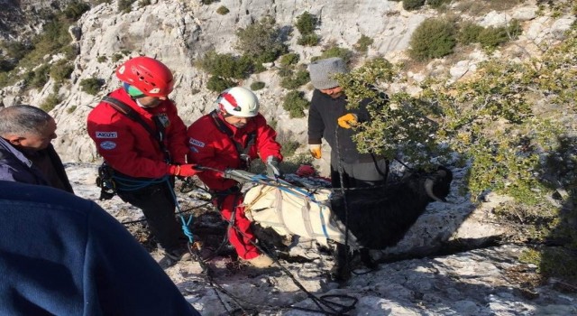 Kayalıklarda mahsur kalan 3 oğlak ile 1 keçiyi AKUT kurtardı