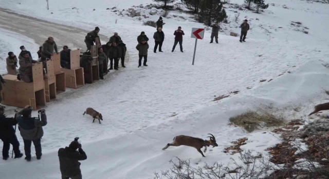 Türkiyede ilk kez doğal alanından alınan yaban keçileri tekrar doğal alana salındı