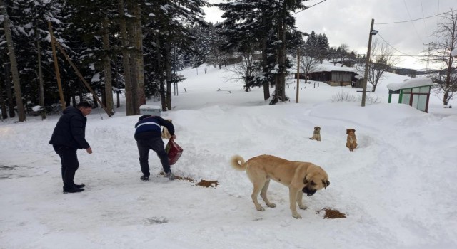 Yaylada mahsur kalan köpeklere devlet sahip çıktı