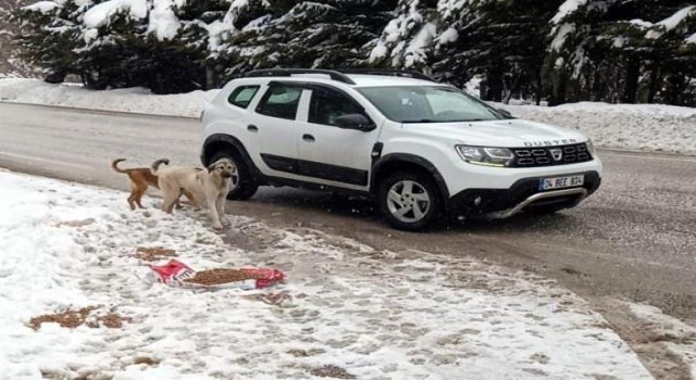 Abant Tabiat Parkı yoluna bırakılan köpeklere mama dağıtıldı