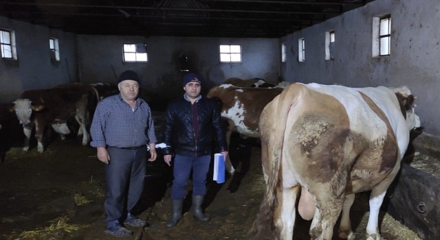 Afyonkarahisarda büyükbaş hayvanlarla ilgili çalışma