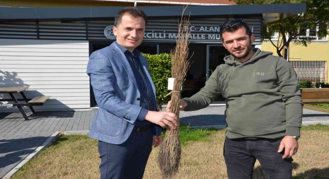 Alanyada 140 bin meyve fidanı dağıtıldı