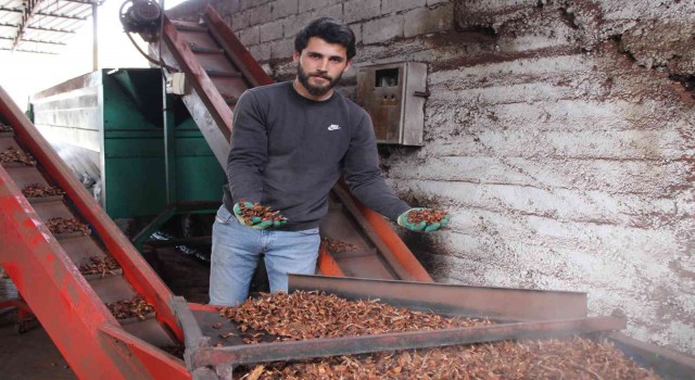 Altın değerindeki künarın zorlu yolculuğu başladı