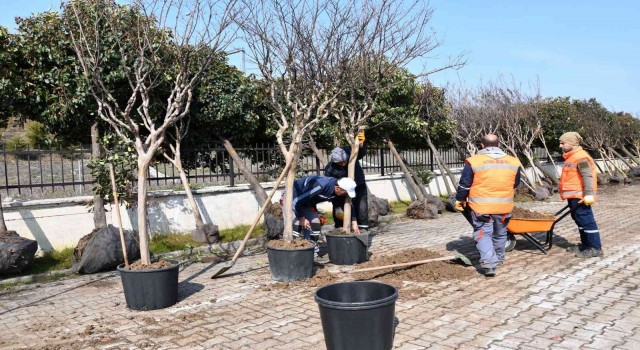 Altınovada sökülen ağaçlara bakım