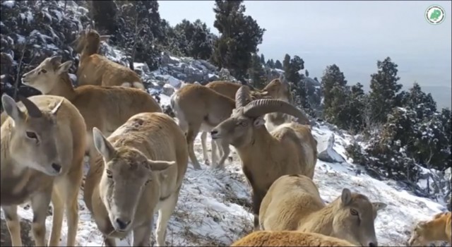 Anadolu yaban koyunlarının görüntüleri yemleme alanındaki fotokapana yansıdı