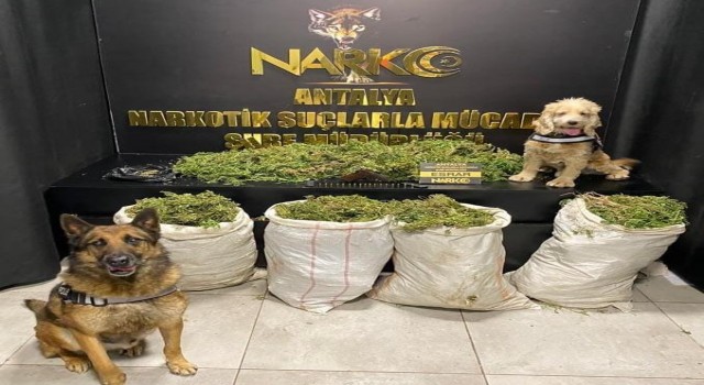 Antalyada uyuşturucu operasyonunda 50 kilo esrar ele geçirildi