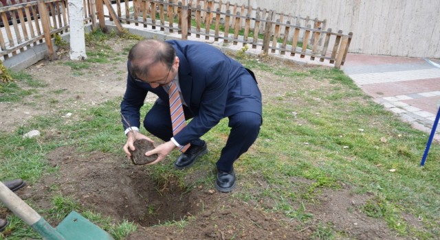 Asırlık İnkaya Çınarı fidan ve tohumları Emette toprakla buluştu