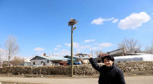 Asırlık misafirler yine geldi, bir aile caminin diğeri kilisenin çatısına kondu