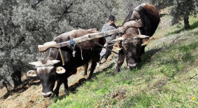 Aydında öküzler ve kara saban teknolojiye meydan okuyor