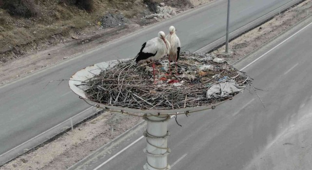 Baharın habercisi leylekler Leylek Oteline ulaştı