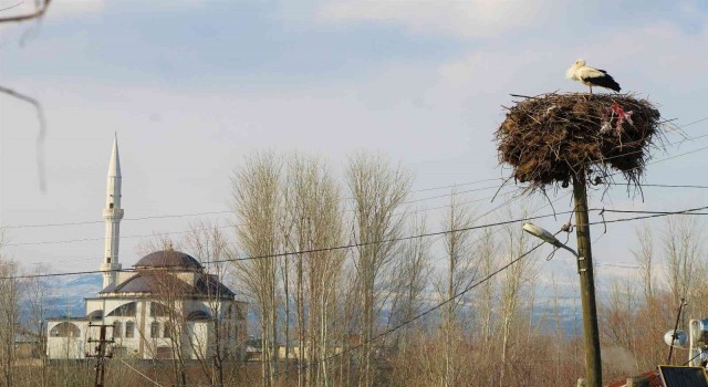 Baharın müjdecisi leylekler, Bingöldeki yuvalarına dönmeye başladı