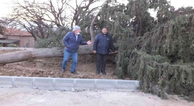 Balıkesirde asırlık servi ağacı rüzgara dayanamadı