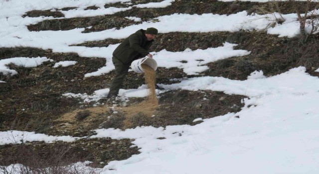 Bayburtta yaban hayvanları unutulmuyor
