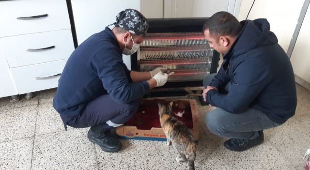 Belediye ekiplerinden yavru kedilere şefkat eli