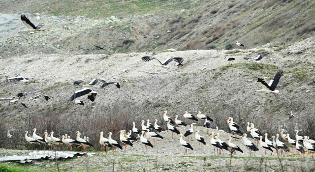 Bigadiçte leylekler için Göç Yolu Acil İniş Pisti oluşturuldu