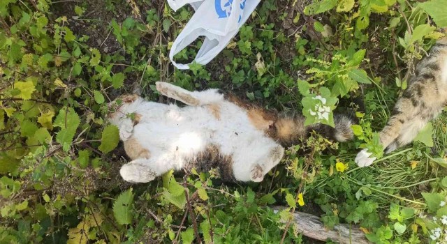 Bodrumda 9 hayvanın zehirlenerek öldürülmesiyle ilgili soruşturma başlatıldı