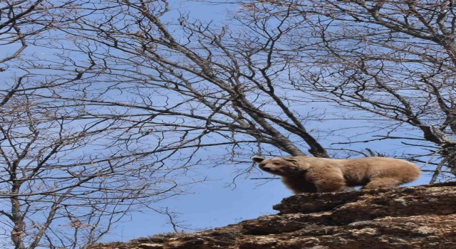 Bozayı doğa fotoğrafçısını poz verdi