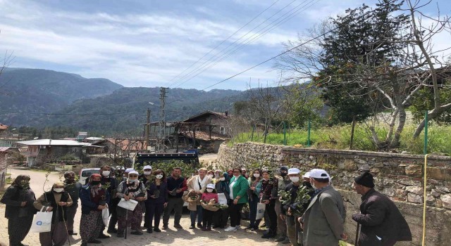 Büyükşehir Aksekide defne fidanı dağıtıp defne sabunu yapımını anlattı