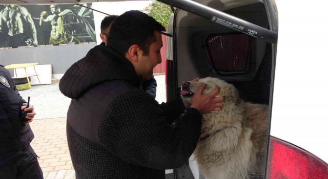 Çalınan köpeğine 2 hafta sonra kavuştu