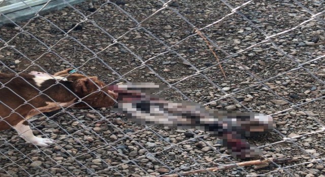 Çanakkale Belediye Barınağında aç kalan pitbulllar birbirini parçaladı