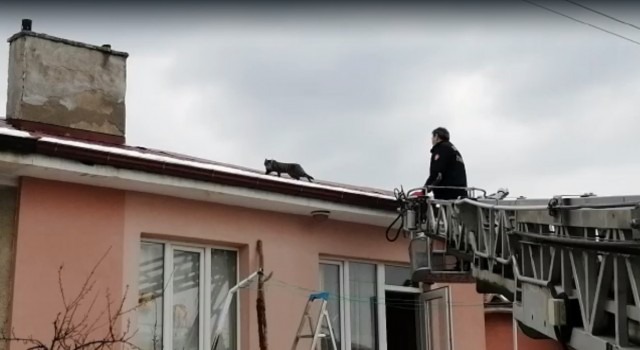 Çatıda mahsur kalan kedi itfaiye ekiplerince kurtardı