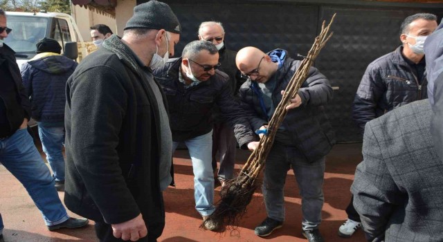Çiftçilere aşılı ceviz fidanı dağıtıldı