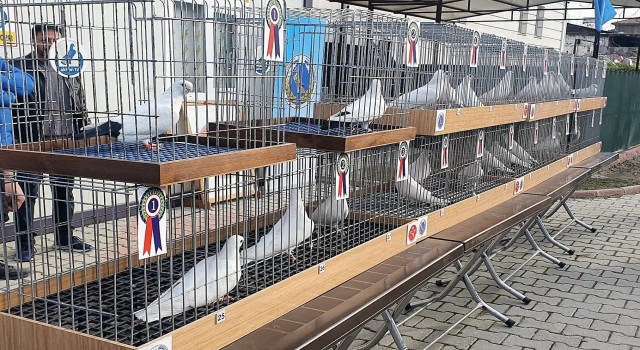 Denizlinin en güzel güvercinleri yarışmayla belirlendi