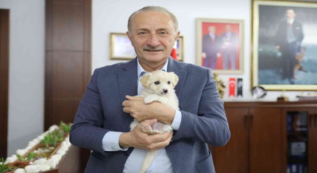 Didimde can dostlar emin ellerde