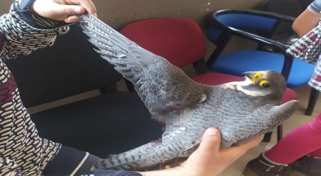 Dünyanın en hızlı uçan kuşu, Hatayda yaralı halde bulundu