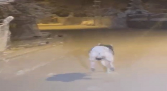 Elazığda aç kalan kurt ilçe merkezine indi