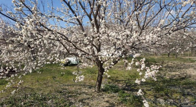 Elazığda badem ve kayısı ağaçları çiçek açtı