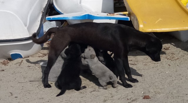 Erdek Kaymakamı Aksoy köpek katliamına duyarsız kalmadı