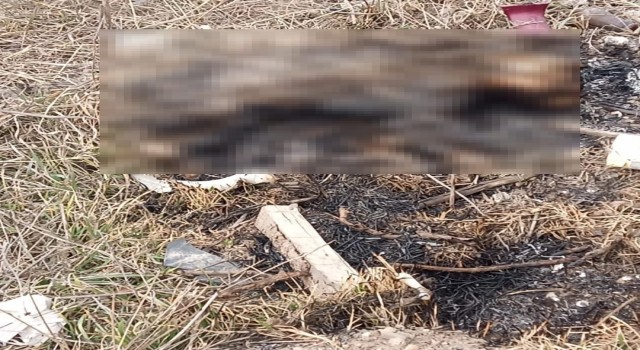 Eskişehirde yanmış kedi cesedi bulundu