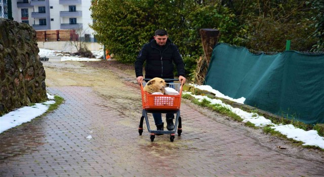 Felçli köpeği hayata bağlayan sevgi