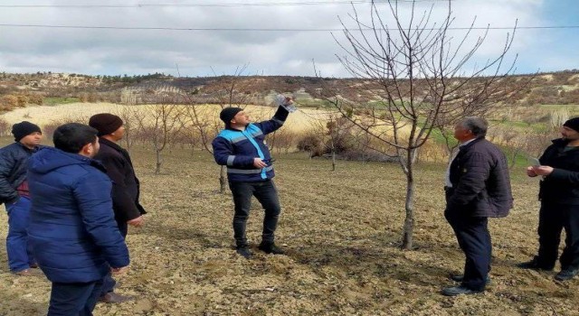 Gedizde çiftçilere meyve ağaçlarında verim ve şekil budama eğitimi