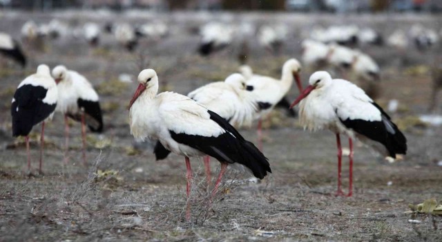 Göç yolunda Konyaya zorunlu iniş yapan leyleklerin molaları sürüyor