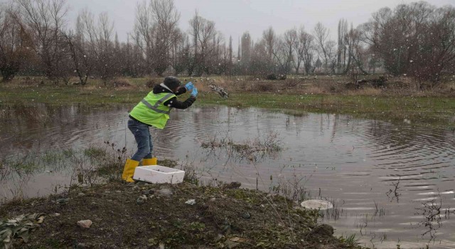 Göç yolundaki leyleklerin yem ihtiyacı karşılandı